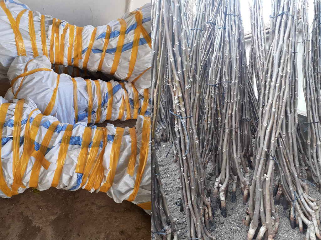 açık köklü chandler ceviz fidanı teslimat