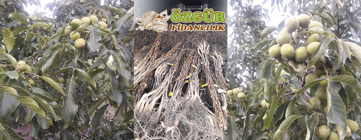 açık köklu chandler ceviz fidanı