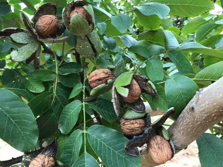 chandler ceviz ağacı meyveleri
