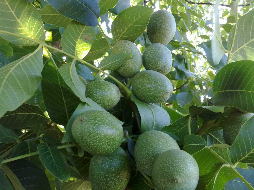 chandler ceviz fidanı