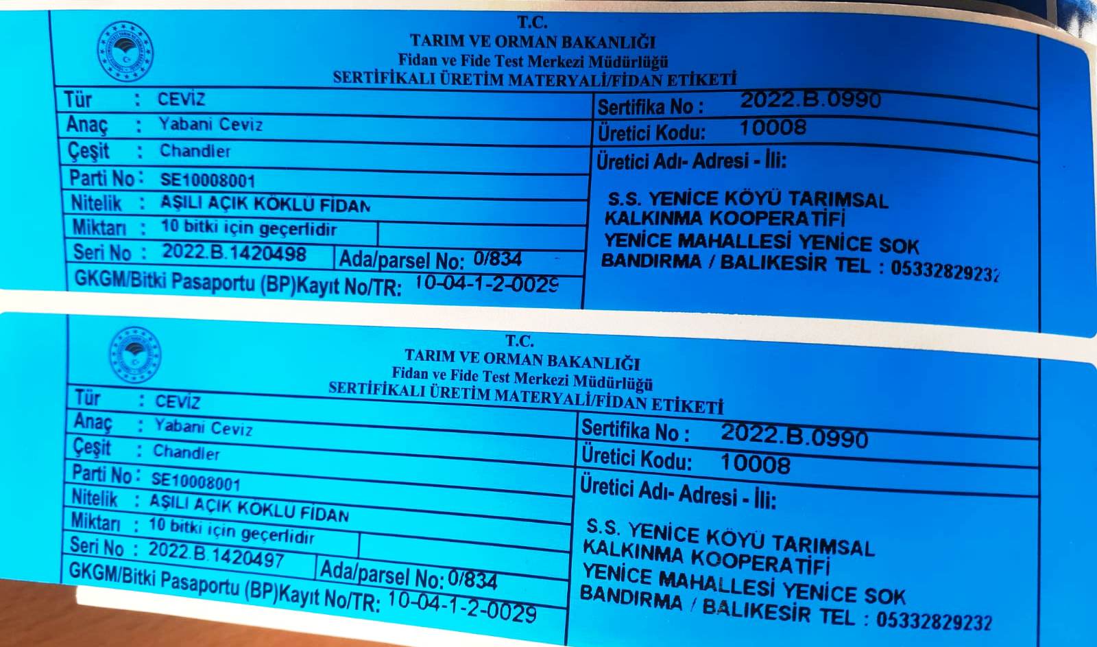 mavi sertifikalı ceviz fidanı