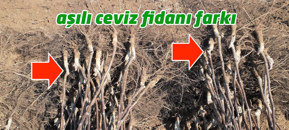 aşılı ceviz fidanı
